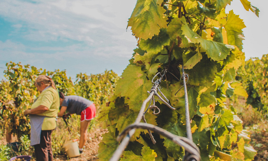 Vineyard plot 17ha irrigated for sale in Béziers 1 Vineyard plot 17ha irrigated for sale in Béziers 1