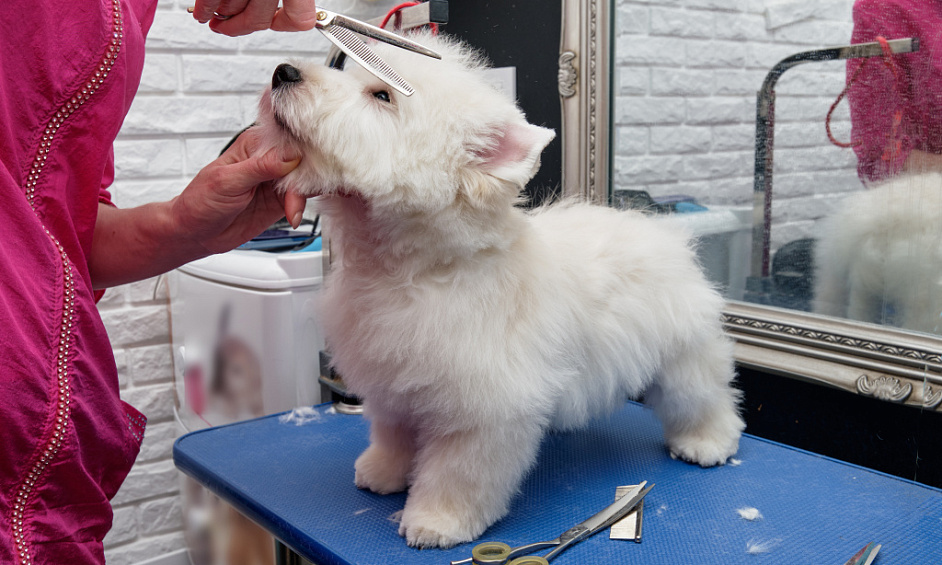 Sale of business (grooming and pet store) in Crolles 1